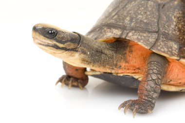 Çin altın madeni para kutusu kaplumbağa