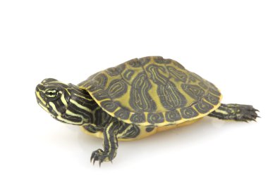 Florida kırmızı göbekli kaplumbağa.