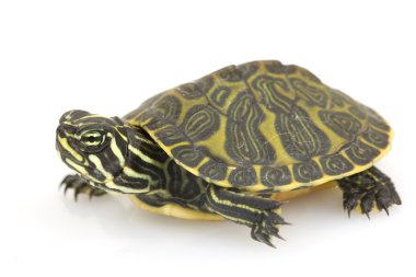 Florida Red-bellied Turtle clipart