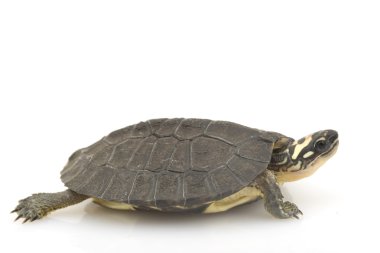 Maracaibo ahşap kaplumbağa