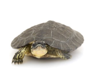 Maracaibo ahşap kaplumbağa