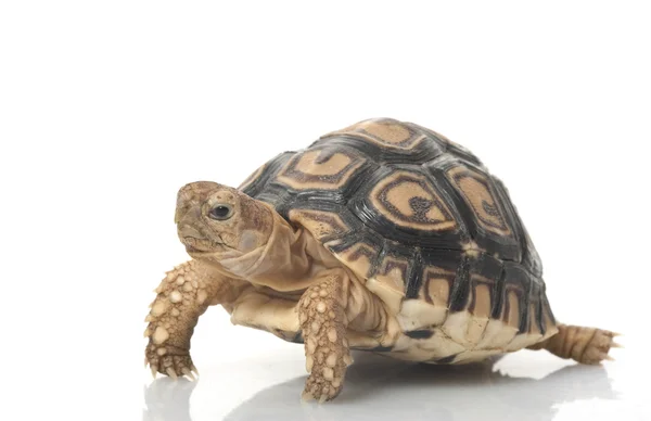 Leopard Tortoise — Stock Photo, Image