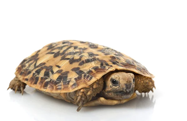 Pancake Tortoise — Stock Photo, Image