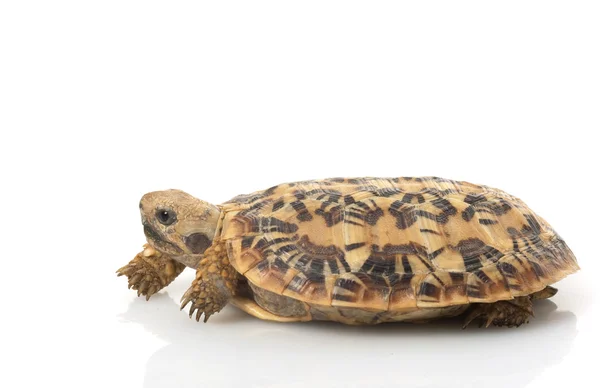 Pfannkuchen-Schildkröte — Stockfoto