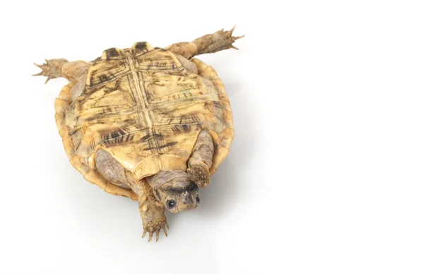 Gözleme kaplumbağa