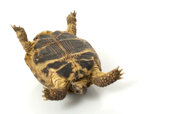 Russische tortoise — Stockfoto