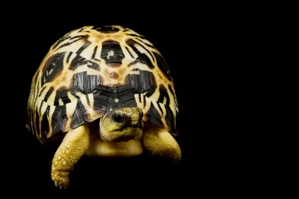 Радиационная черепаха — стоковое фото