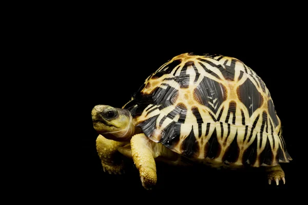 Radiated Tortoise — Stock Photo, Image