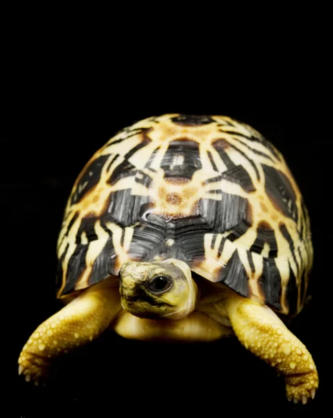 Радиационная черепаха — стоковое фото