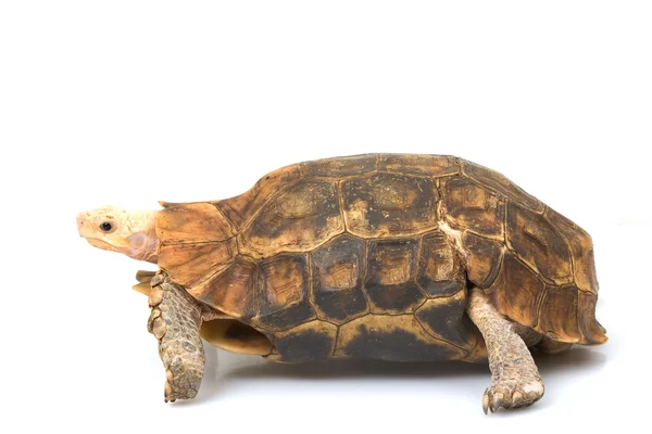 Schildkröte — Stockfoto