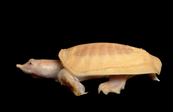 Китайская черепаха-альбинос — стоковое фото