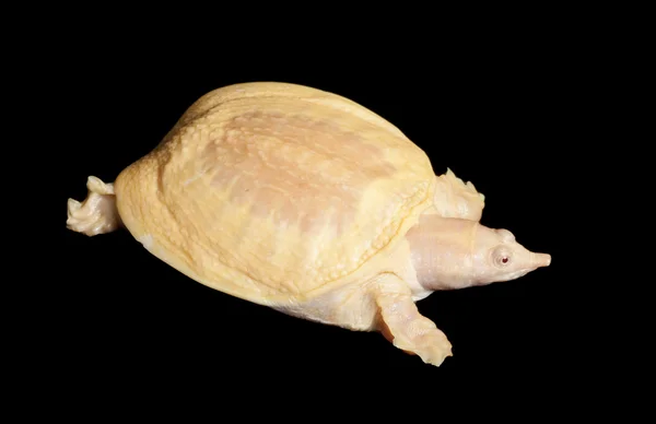 Albino chino suave Shell tortuga — Foto de Stock