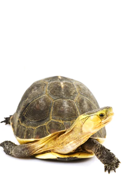 Chinesische Kastenschildkröte — Stockfoto