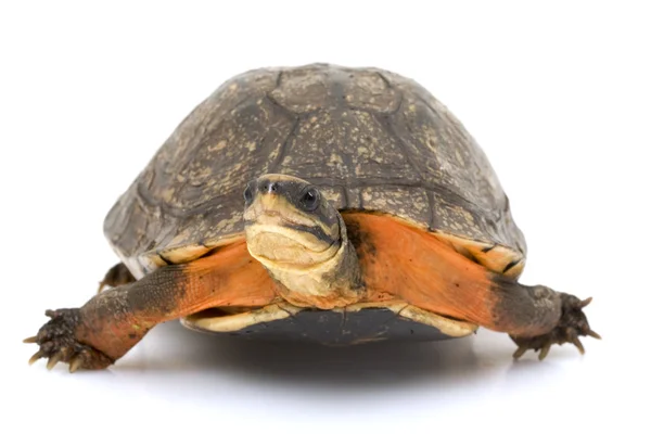Chinesische Goldkästchen-Schildkröte — Stockfoto