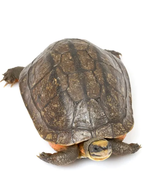 Chinese Golden Coin Box Turtle — Stock Photo, Image