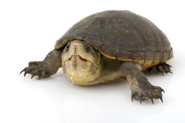 Флоридская грязная черепаха — стоковое фото