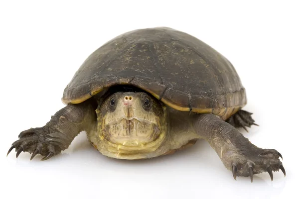 Florida Mud Turtle — Stock Photo, Image