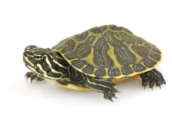 Florida želva s červeným břichem — Stock fotografie