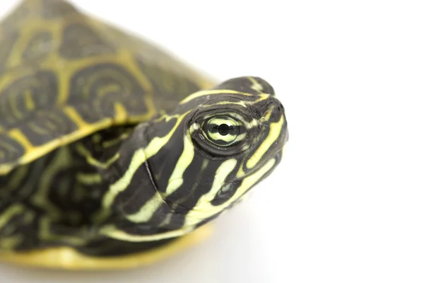 Флоридская краснобрюхая черепаха — стоковое фото
