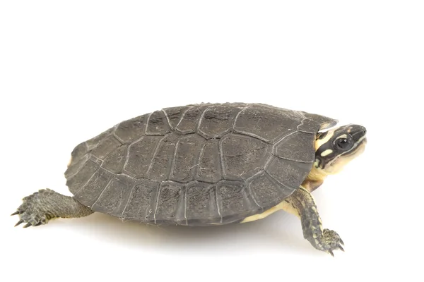 Maracaibo Wood Turtle — Stock Photo, Image