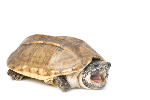 Tortuga almizclera gigante mexicana — Foto de Stock