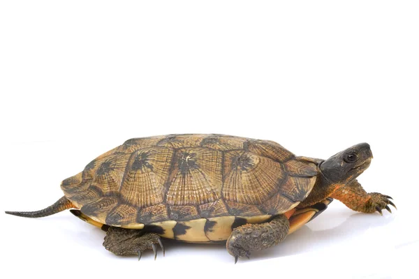 Tortuga de madera norteamericana — Foto de Stock