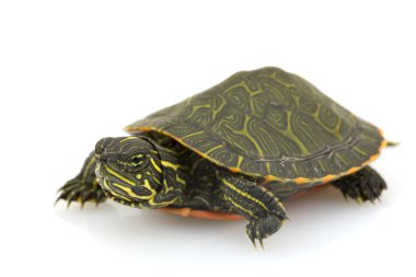 Kuzey kırmızı karınlı kaplumbağa