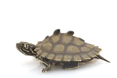 Güney kara topuzu harita kaplumbağa