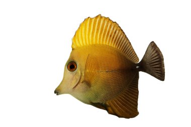 scopas tang