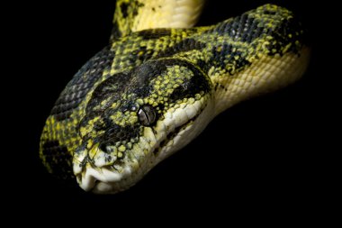 Halı python ve yeşil ağaç python hibrid