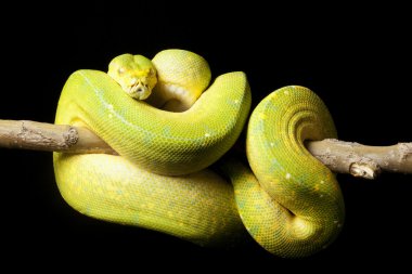 Yeşil ağaç python