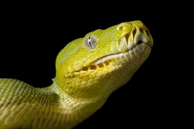 Yeşil ağaç python