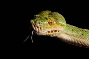 Yeşil ağaç python