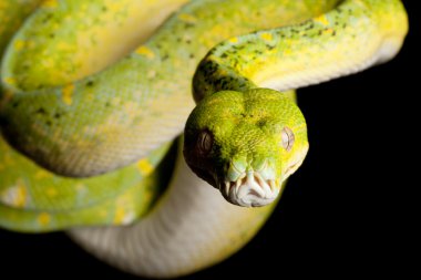 Yeşil ağaç python