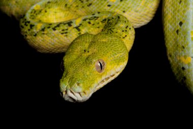 Yeşil ağaç python