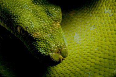 Yeşil ağaç python