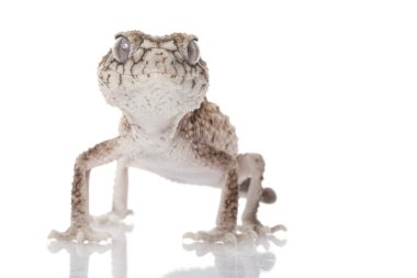 dikenli kaba topuz kuyruklu gecko