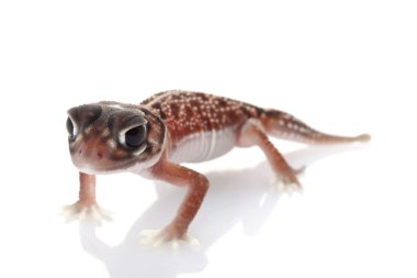 orta hat topuzu kuyruklu gecko