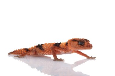 Bantlı Tokmak Kuyruklu Gecko