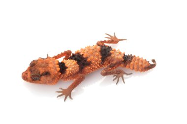 Bantlı Tokmak Kuyruklu Gecko