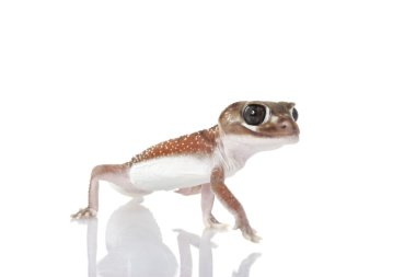 Batı pürüzsüz topuzu kuyruklu gecko