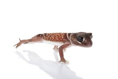 Batı pürüzsüz topuzu kuyruklu gecko