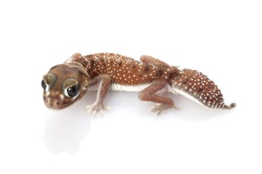 Batı pürüzsüz topuzu kuyruklu gecko