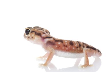 pernatty topuz kuyruklu gecko