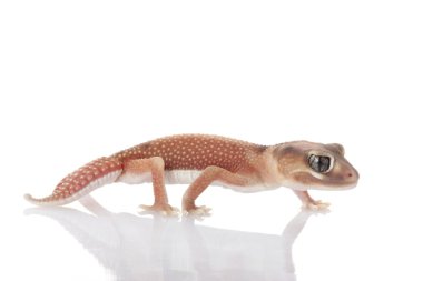 Pilbara topuzu kuyruklu gecko