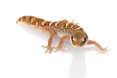 miğferli gecko