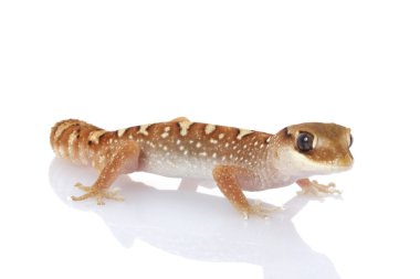 miğferli gecko