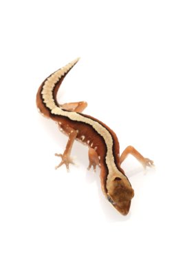 güzel yüzlü gecko