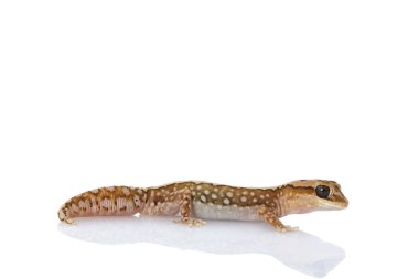 buğday-kemer taş gecko