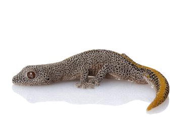 Altın uçlu dikenli gecko